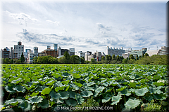 Japan Day12-Tokyo-13-_TK35246.jpg