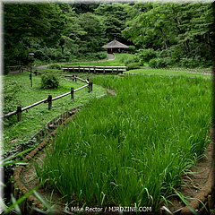 Japan Day12-Tokyo-37-_TK36124.jpg