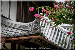 Japan Day2-Nara-01-_NRA0021.jpg