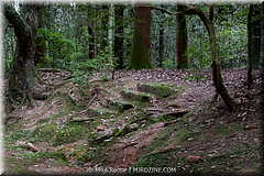 Japan Day2-Nara-16-_NRA0255.jpg