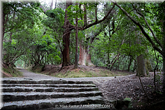 Japan Day2-Nara-17-_NRA0276.jpg