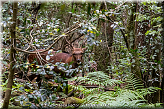 Japan Day2-Nara-18-_NRA0303.jpg