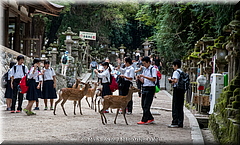 Japan Day2-Nara-20-_NRA0327.jpg
