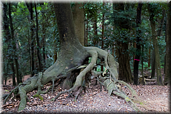 Japan Day2-Nara-22-_NRA0369.jpg