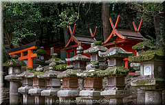 Japan Day2-Nara-25-_NRA0390.jpg