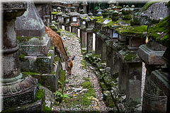 Japan Day2-Nara-34-_NRA0585.jpg