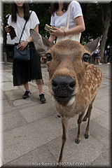 Japan Day2-Nara-37-_NRA0669.jpg