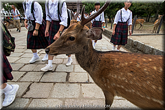 Japan Day2-Nara-38-_NRA0690.jpg