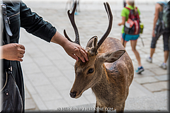 Japan Day2-Nara-42-_NRA0766.jpg