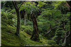 Japan Day3-Koke Dera-04-_KYO1124.jpg