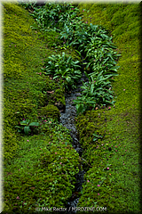 Japan Day3-Koke Dera-05-_KYO1143.jpg