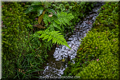 Japan Day3-Koke Dera-06-_KYO1152.jpg
