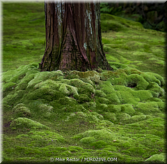 Japan Day3-Koke Dera-07-_KYO1170.jpg