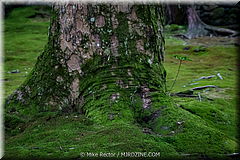 Japan Day3-Koke Dera-10-_KYO1317.jpg