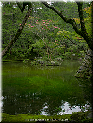 Japan Day3-Koke Dera-11-_KYO1433.jpg