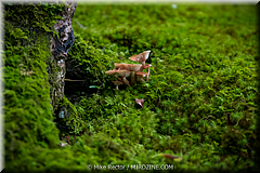 Japan Day3-Koke Dera-13-_KYO1509.jpg