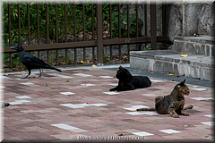 Japan Day5-6-Osaka-25-_KYO3524.jpg