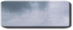 MotoGp2016-5286.jpg
