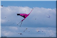 ZilkerKiteFestival2016-0826.jpg