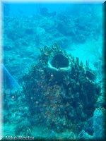 Roatan-2012-04.jpg