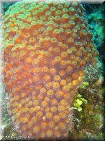 Roatan-2012-07.jpg