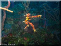 Roatan-2012-24.jpg