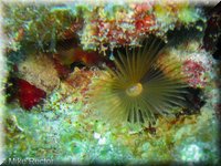 Roatan-2012-31.jpg