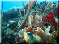 Roatan-2012-36.jpg