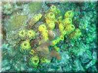 Roatan-2012-38.jpg