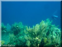 Roatan-2012-46.jpg