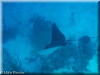 Roatan-2012-52.jpg