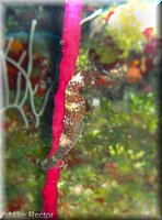 Roatan-2012-66.jpg