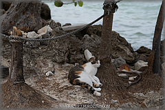 Roatan-2017-14.jpg