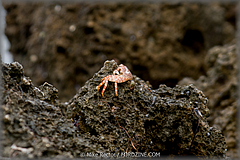 Roatan-2017-22.jpg