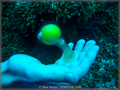 Roatan-2017-33.jpg