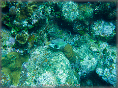 Roatan-2017-40.jpg