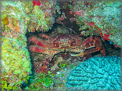 Roatan-2017-41.jpg