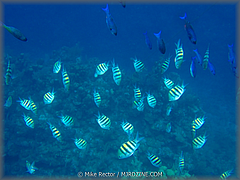 Roatan-2017-43.jpg