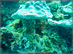Roatan-2017-53.jpg
