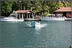Roatan-2017-9.jpg